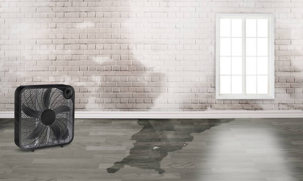 Best Mold removal after water damage  in Dale, PA